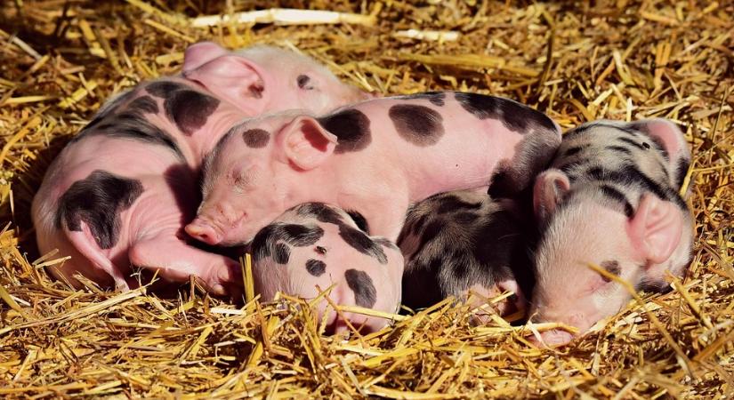 Új többlettámogatott alkonstrukcióval bővül az Agrár Széchenyi Kártya