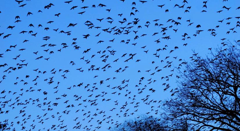 Téli természetjárás: különleges túrák várják az érdeklődőket februárban