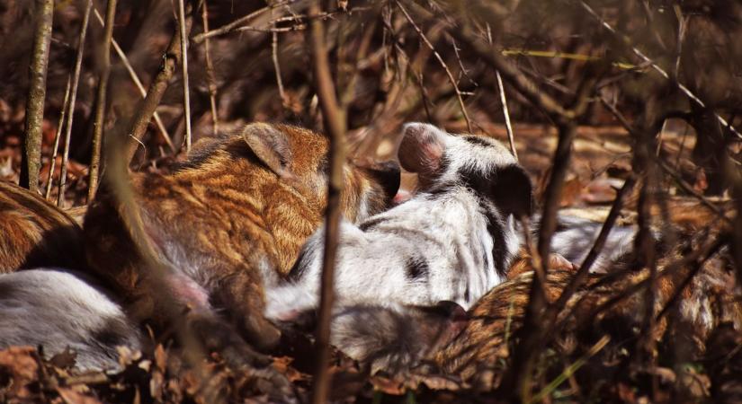 A felismerés, amit nem kívánok senkinek: nem nyulak voltak