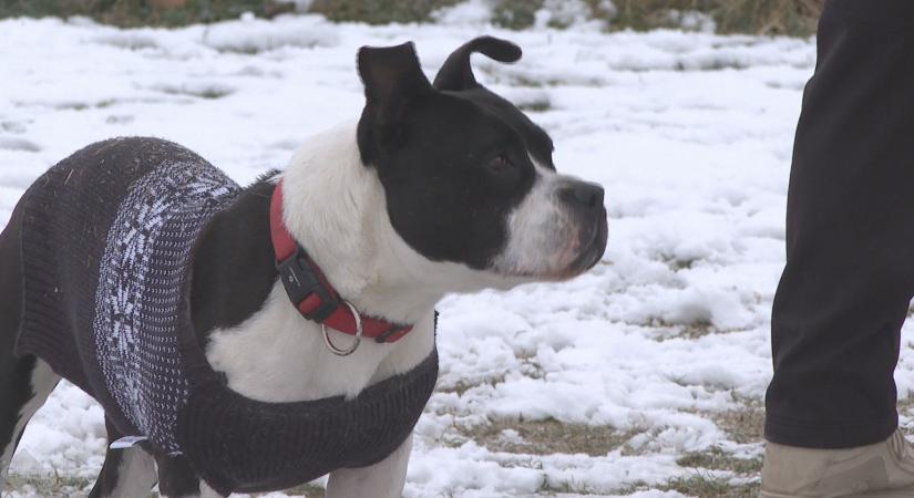 Március 15-ig tart az ebösszeírás