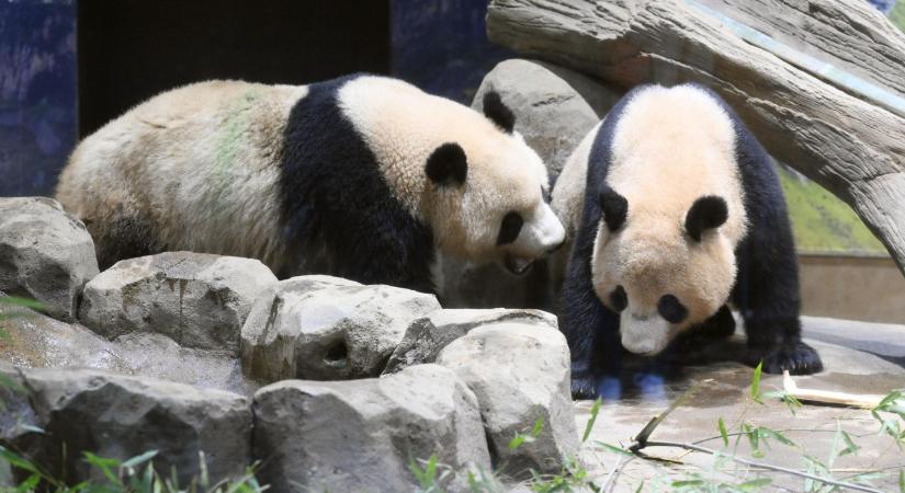 Mélyponton a kínai–japán kapcsolatok: ötven év után panda nélkül maradt Japán