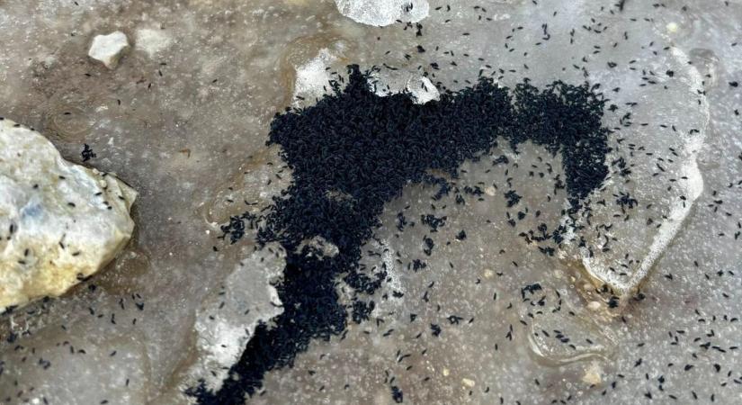 Elsőre ijesztő lehet, de nem kell félnünk az olvadás idején megjelenő rovaroktól