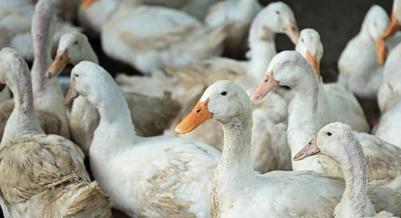 Szigorú intézkedések jönnek: továbbterjedt a madárinfluenza az országban