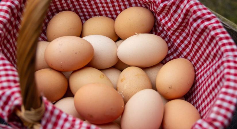 Baj van a tojással! Meglepő uniós lista: egy ország toronymagasan vezet szalmonellában