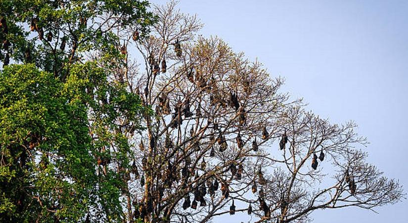 Rusvai Miklós elárulta, jöhet-e a következő világjárvány