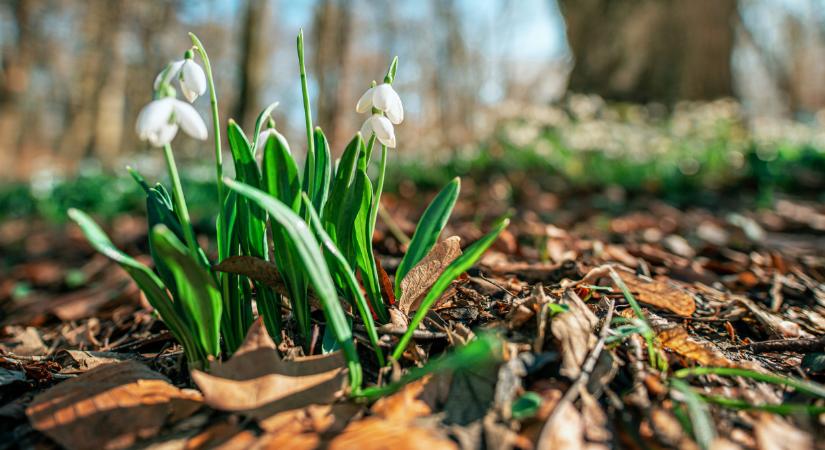 Megérkezett a tavasz? Rég nem látott meleg zúdult le az országra