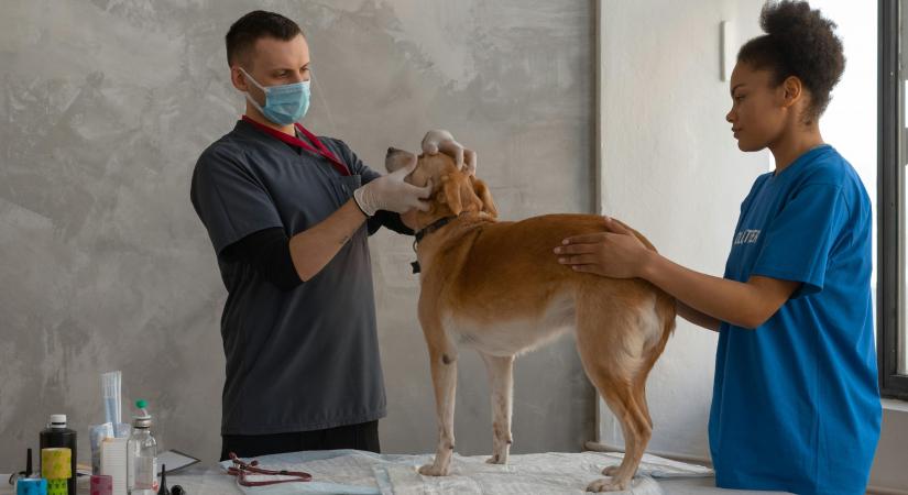 Összefogás az éjszakai állatorvosi ellátásért