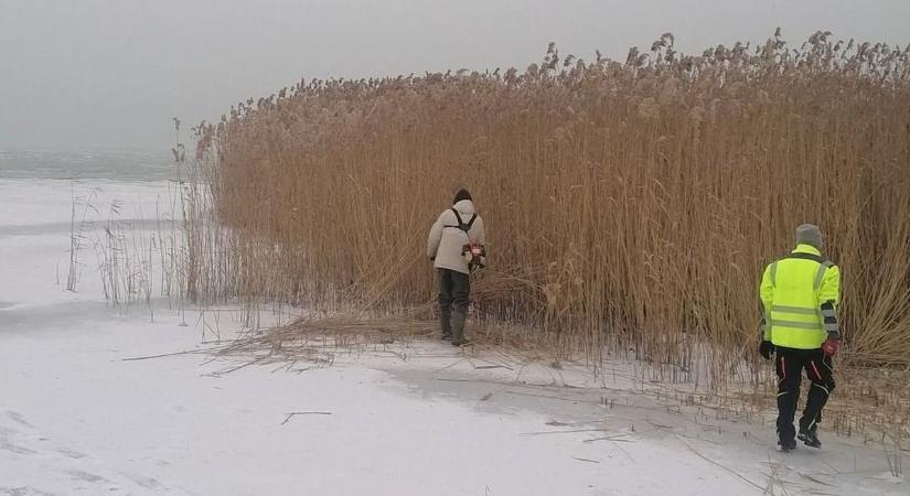 Eddig sem állt le a nádaratás a Balatonon – különös tévhitek nyomába eredtünk