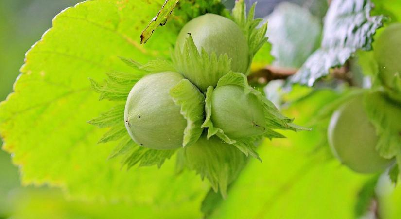 Csúnyán elöregedett a mogyoró? A megoldás sokkal radikálisabb, mint hinné