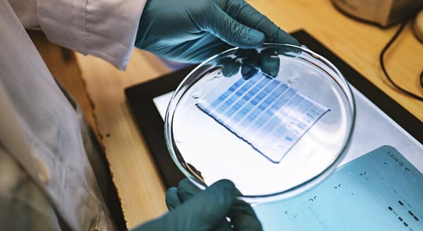 Áttörés a Pécsi Tudományegyetemen: Magyar kutatók találtak kulcsot a gyógyíthatatlan betegségek kezeléséhez