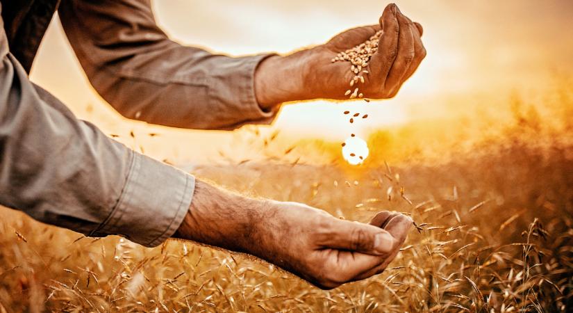 Mi várható 2026-ban a gabonapiacon? - Részletek az Agrárium Konferencián