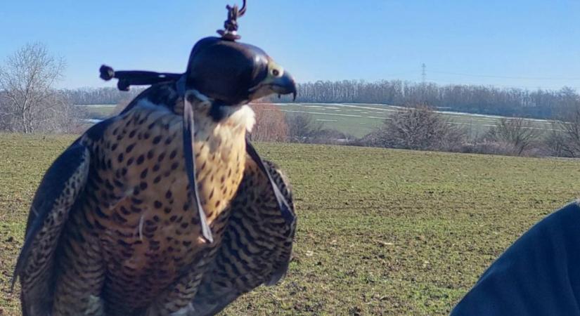 Mintha egy filmben lennénk: egy hobbi madárfigyelő fogta be a szökött ragadozót (VIDEÓFOTÓ)