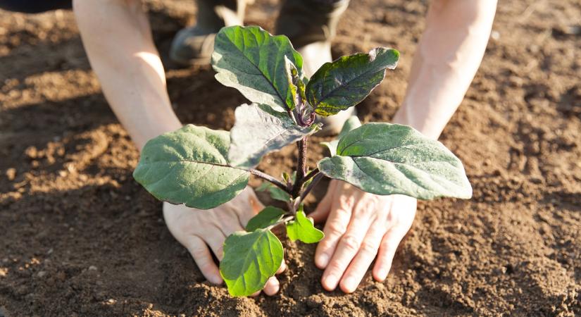 Hiba lenne kihagyni: ingyenes szakmai nap segít eligazodni egy fontos pályázaton