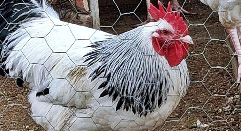 Riasztás Békés vármegyében: Brutális sebességgel terjed a madárinfluenza, két nagy telepet is lezártak