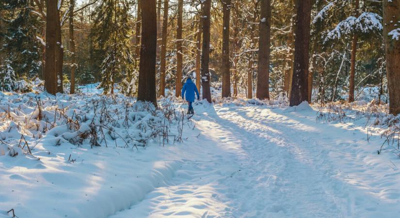 Erdőlátogatási korlátozás a SEFAG erdeiben