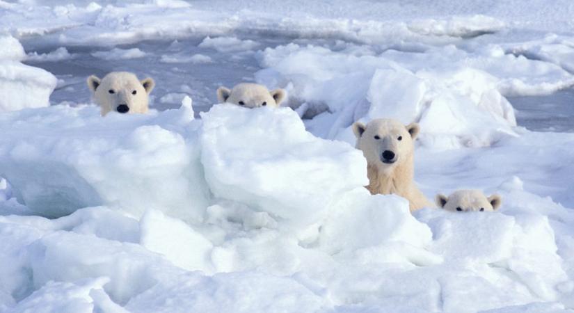 Mi köze van a medvéknek az Északi- és a Déli-sark nevéhez?