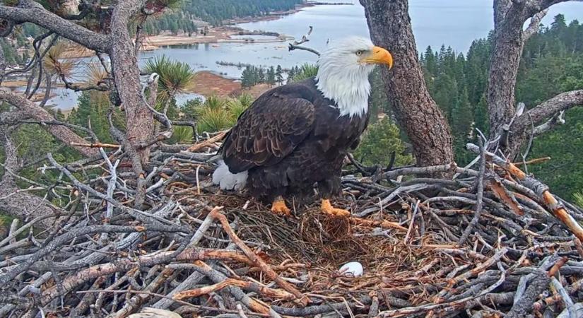 Sasfióka-figyelő 2026 – újra tojások a Big Bear-völgy híres fészkében