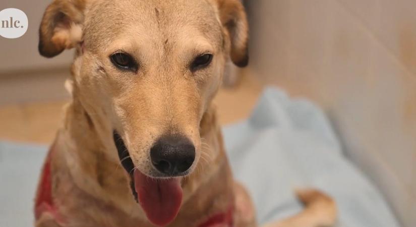 Szerető gazdára talált Rozi, a kocsi után kötött kutya