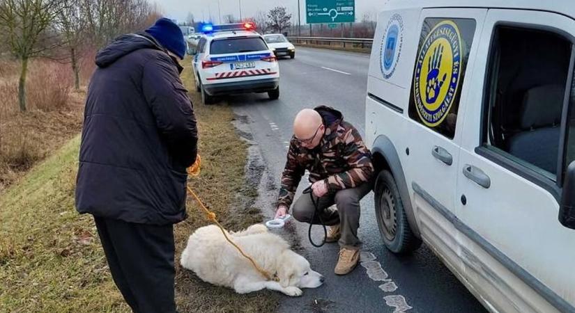 Hajszálon múlt a tragédia: Figyelmes járókelő mentette meg a 13 éves kutyus életét Szombathelyen