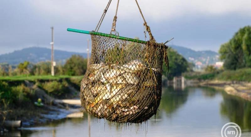 Biztonságos a Sajóból kifogott halak fogyasztása
