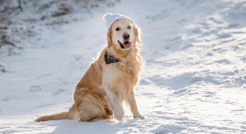Miért világosodik ki télen a kutyák orra? És még 7 érdekesség bundás kedvenceinkről