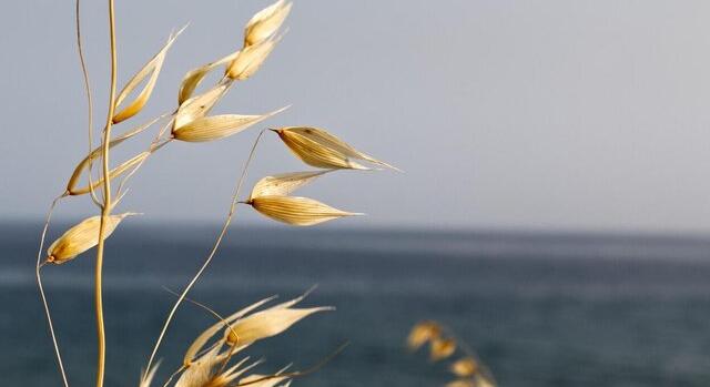 Őszi vetési szezon: a sikeres aratás alapjai