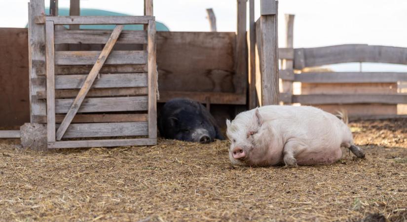 Bajban a sertéspiac, már az önköltséget sem fedezik az árak