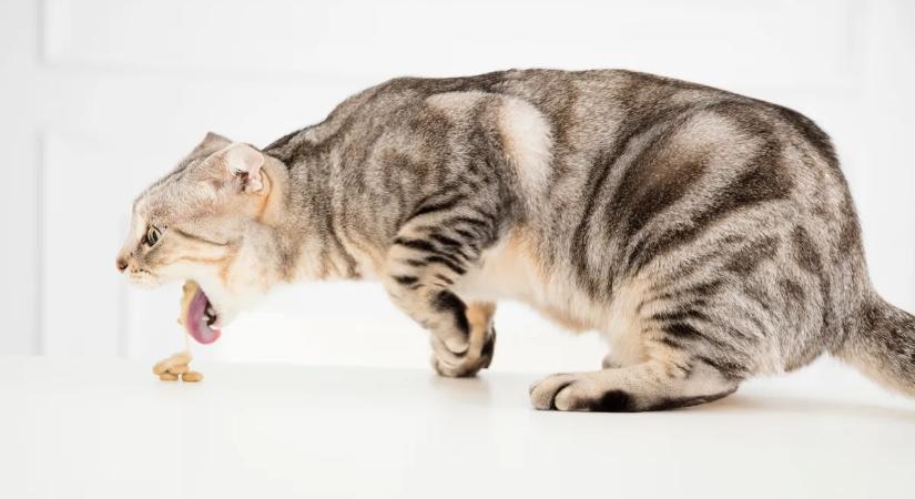 Ha hány a macska, ezt semmiképpen ne csináld – Mit jelez, mikor kell aggódni? Cicásoknak kötelező