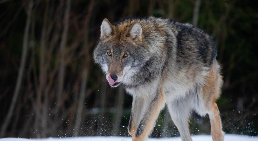 Farkasvadászat Szlovákiában: 68 kilőtt egyed, továbbra is aggódnak a természetvédők