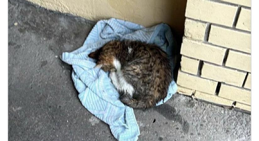 Egy törölközőn hagyták meghalni, felfoghatatlan kegyetlenség Szegeden