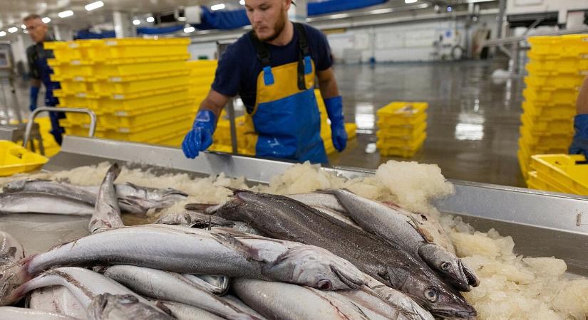 Megvizsgálta a hivatal, mennyire biztonságos a magyar folyóból kifogott halak fogyasztása