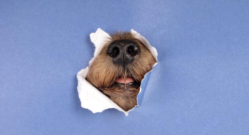 Zavarta az ugatás, ezért kínozta a kutyát a miskolci