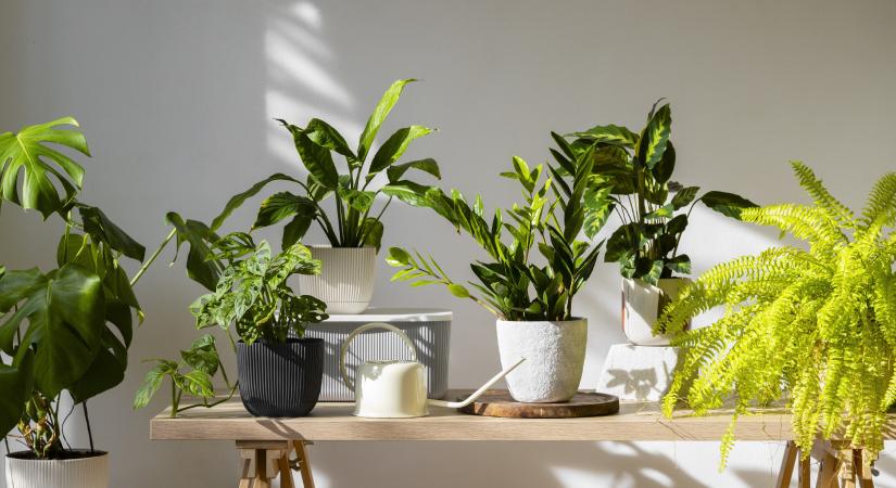 A 3 leggyorsabban növő szobanövény, amit alig kell locsolni
