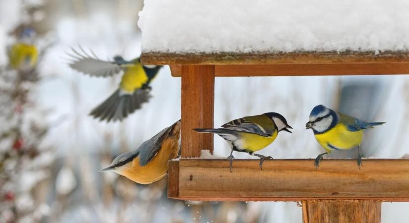 Mit szabad és mit nem? A legnagyobb hiba, amit a téli madáretetés során elkövethetsz