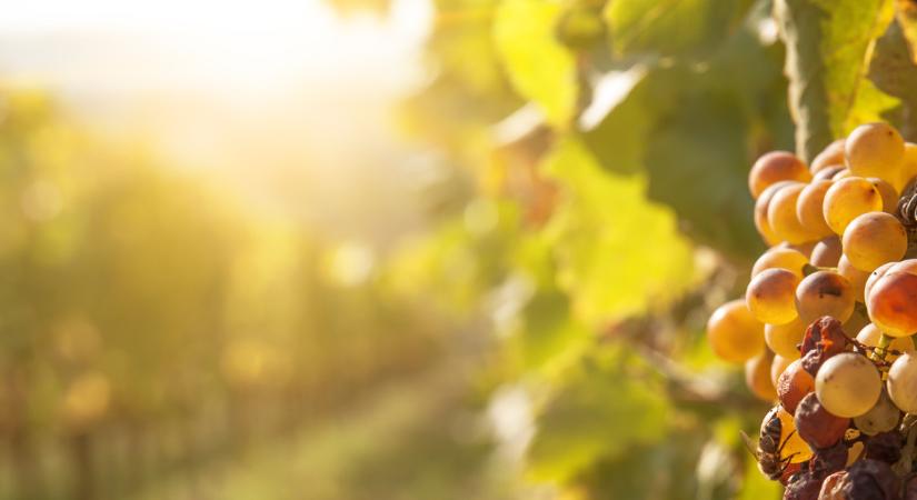 Pénzt kap, aki kivágja az ültetvényét: óriási területet számolhatnak fel