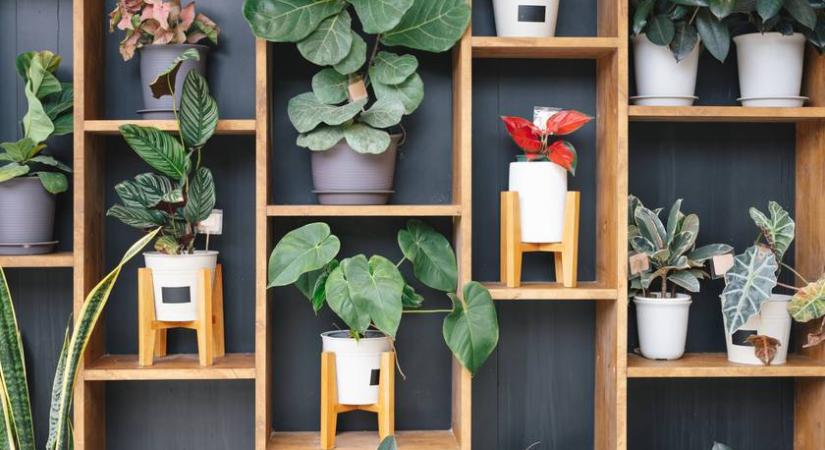 Ötször annyi szobanövény is elfér, ha így rendezed el őket: pofonegyszerű a design
