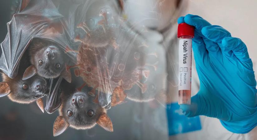 Tényleg egy új világjárvány küszöbén állunk? Ezt lehet tudni a Nipah-vírusról