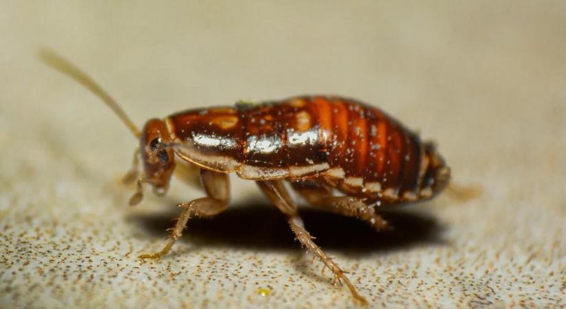 Kártevők a tiszta otthonokban