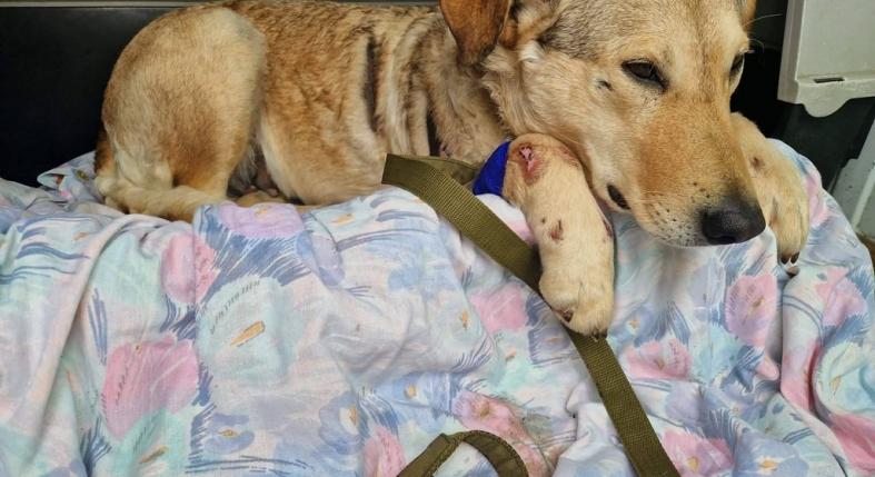 Rozi kutyát örökbefogadták – nagyon jó helyre került!