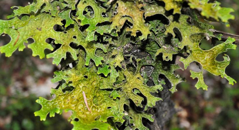 Tiszta levegőn termő egészségforrás: mindent az izlandi zuzmóról