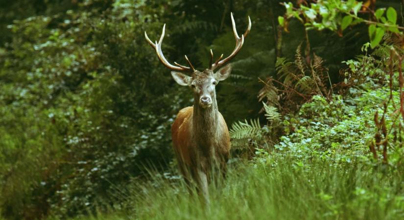 Drámai képek az erdőből: ezt okozzák az illegális agancsozók