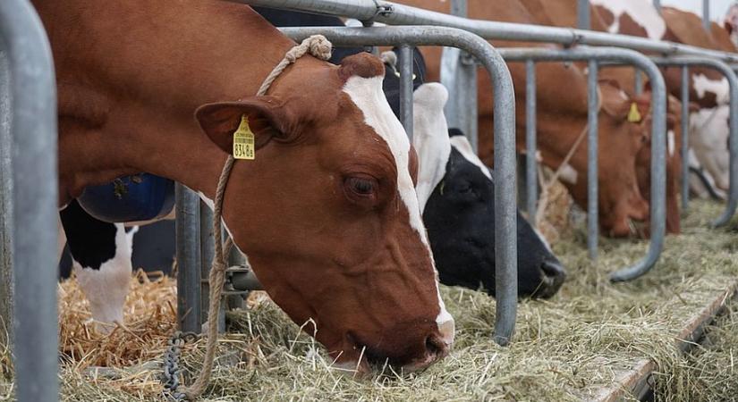 A nagy gazdaságok támogatásai veszélyeztetik a kis tejtermelőket