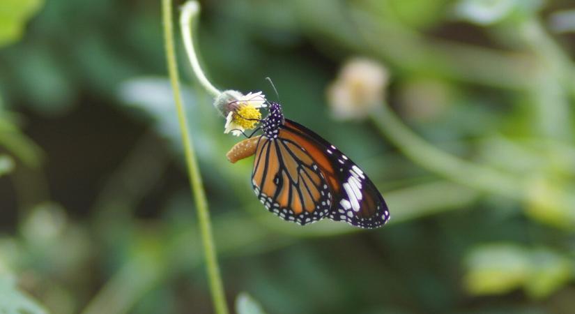 Melyik állatnak van három szíve? – Teszteld a tudásod!