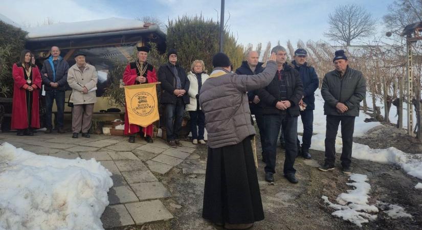 Tele lesznek a balatoni pincék? Vince napján vágták a vesszőt