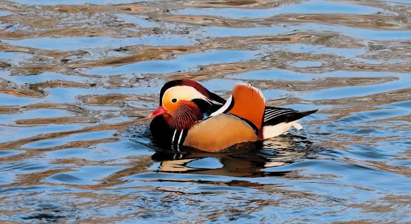 A madárvilág Houdinije tűnt fel a Mosoni-Dunán – Honnan szökhetett meg?