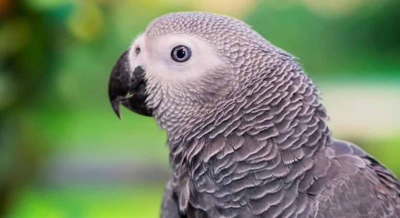 Négy év után került elő az eltűnt papagáj – Gazdáját ledöbbentette, milyen szavakat tanult