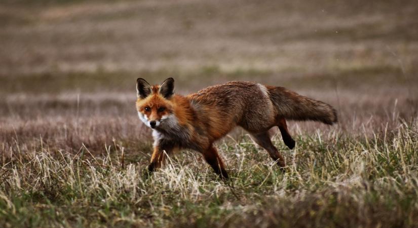 Miért találkozunk mostanában ennyi rókával? Nem a túlszaporodás az ok
