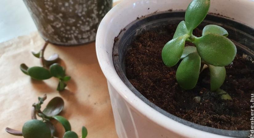 Majomfa szaporítása egyszerűen házilag, mutatjuk a trükköt