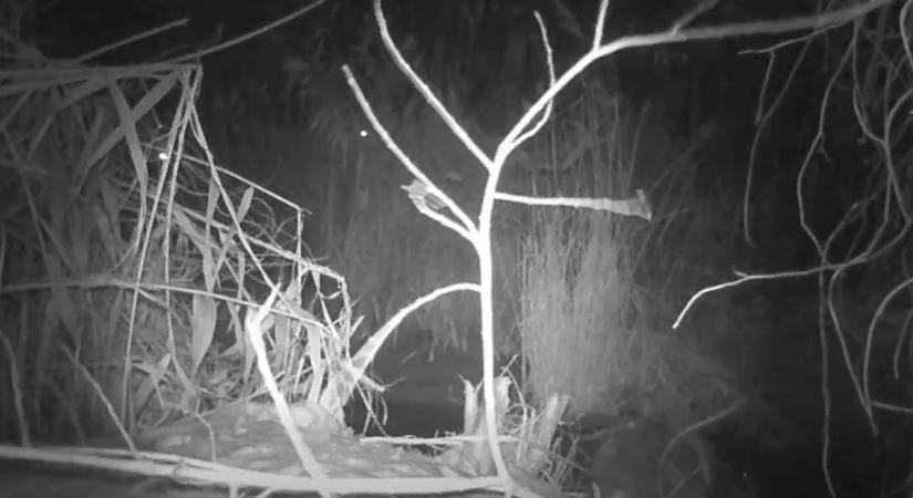 Éjszakai lidérc járt az Ökocentrumban, most kamera is rögzítette