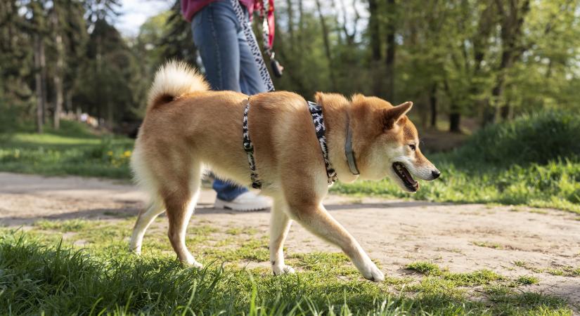 Hatvanezer kilométert sétáltak – kutyákkal
